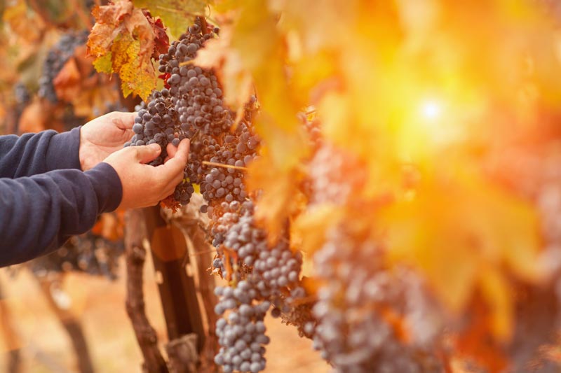 Zakynthos has a long history of participating in the grape harvest, which is called 